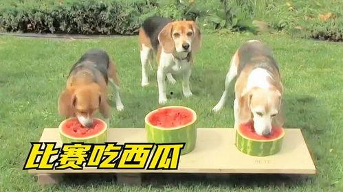 小狗吃瓜比赛,小狗吃瓜大赛欢乐上演