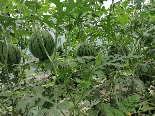 51吃瓜中心吃最新的瓜,最新热门事件幕后真相大曝光！