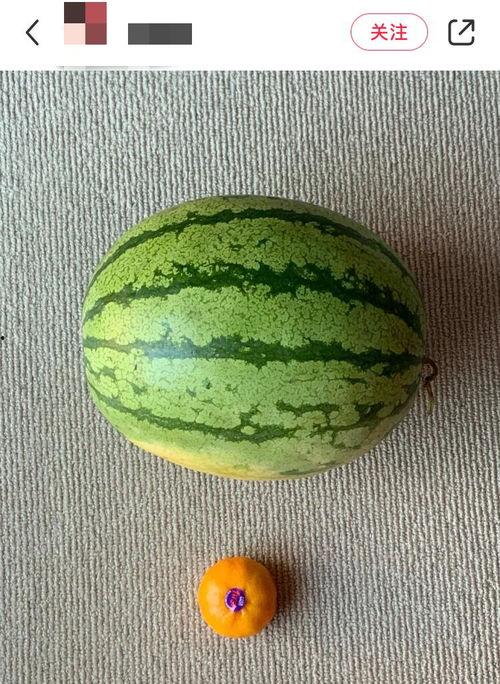 全世界都在吃瓜吗,揭秘全球“吃瓜”现象背后的文化密码