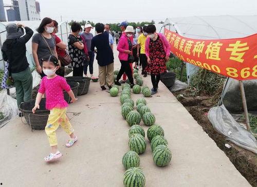 吃瓜群众还得自己摘瓜吗,揭秘瓜田里的自我修炼