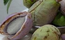 怀孕早期可以吃八月瓜吗,八月瓜的适宜食用探讨