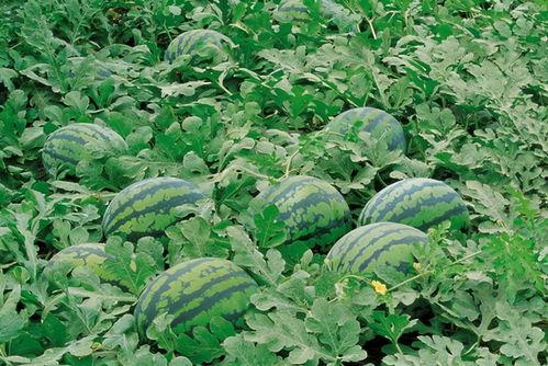 东湖校园吃瓜墙,揭秘校园热点事件背后的真相