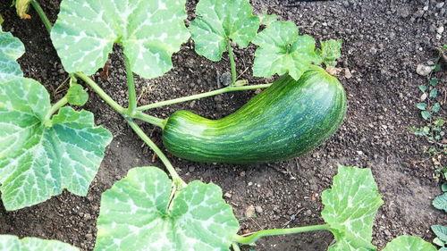 瓠瓜兔子可以吃吗,安全与营养并重